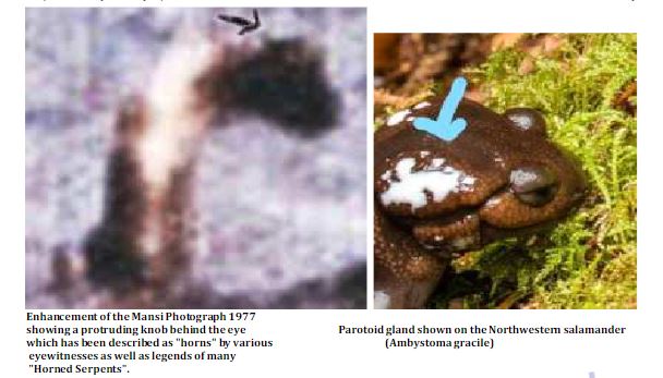 Champ researcher Katy Elizabeth has also claimed that large lumps are visible on the top of the head of the animal in the Mansi photo and that they might be parotoid glands like those seen in some amphibians….