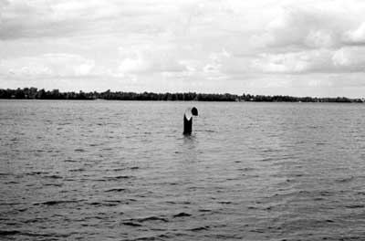 ... that the object had to be around 2 m long in total, and with a neck less than 1 m tall (in these photos,  @BTRadford is some distance from shore, in the lake. How come he didn't get eaten?)...