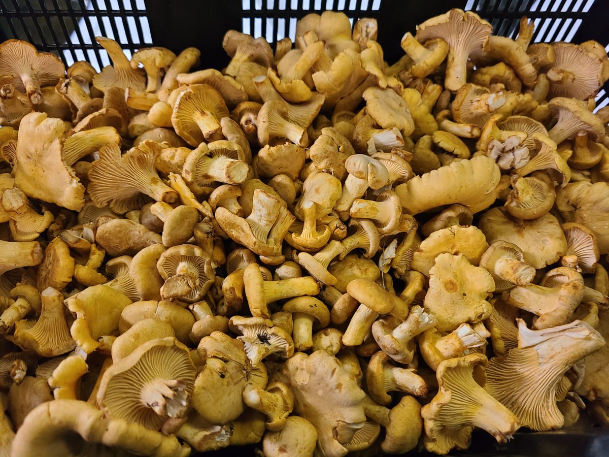 Wild Chanterelle Mushrooms available from Mikuni Wild Harvest  @MikuniWild SHOP:  mikuniwildharvest.com/shop/product/w… #mikuniwildharvest
#mikuniwild #Chanterellemushrooms #wildchanterellemushrooms #mikunimushrooms
#wildmushrooms #ShoppingOnline #food #foodies #FoodieFriday #wild #delicious