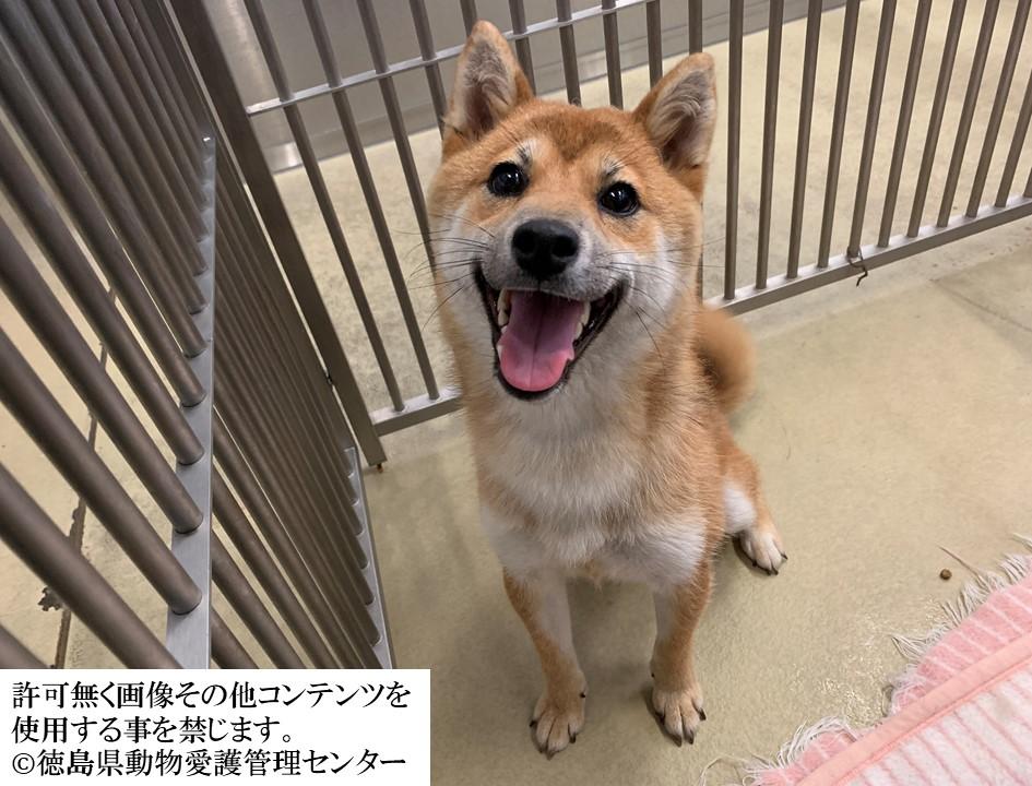 Japanesemichael Jackson V Twitter 徳島県保健所 期限 8月11日 人慣れしている女の子 ご自身の飼い犬だと申しあげれば引取可 性別 女 年齢 若齡 犬種 雑種犬 体格 小 毛色 茶白 収容月日場所 7 22 三好市三野町 迷子犬 里親急募 徳島県 三好市