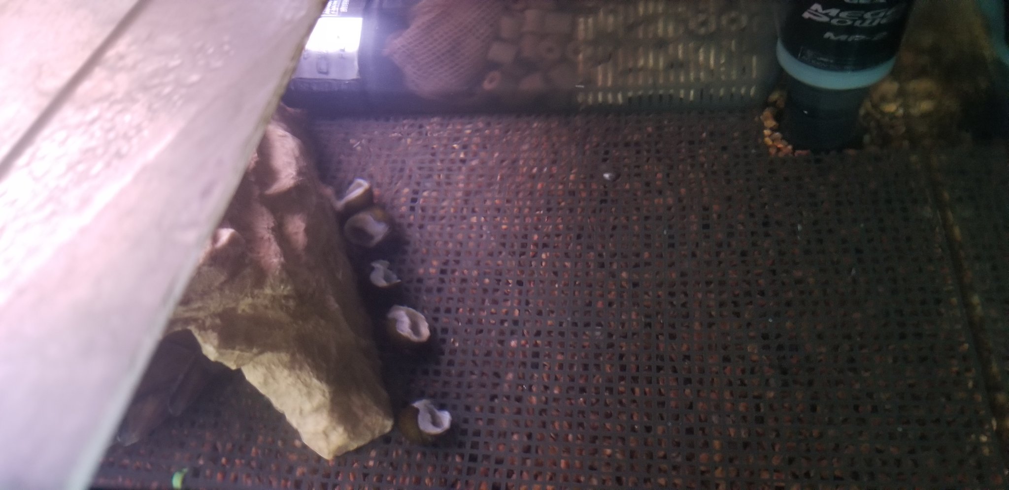 ﾊｲ やじりです 銭湯員 Y団 Pa Twitter カブトニオイガメ すけべえ カメケツ 底面フィルターを導入した水槽 底面フィルタ 麦飯石 網状パネル 手作り の順で敷いてみている 導入後半日しか経っていないので底面フィルタ自体が機能してるかは