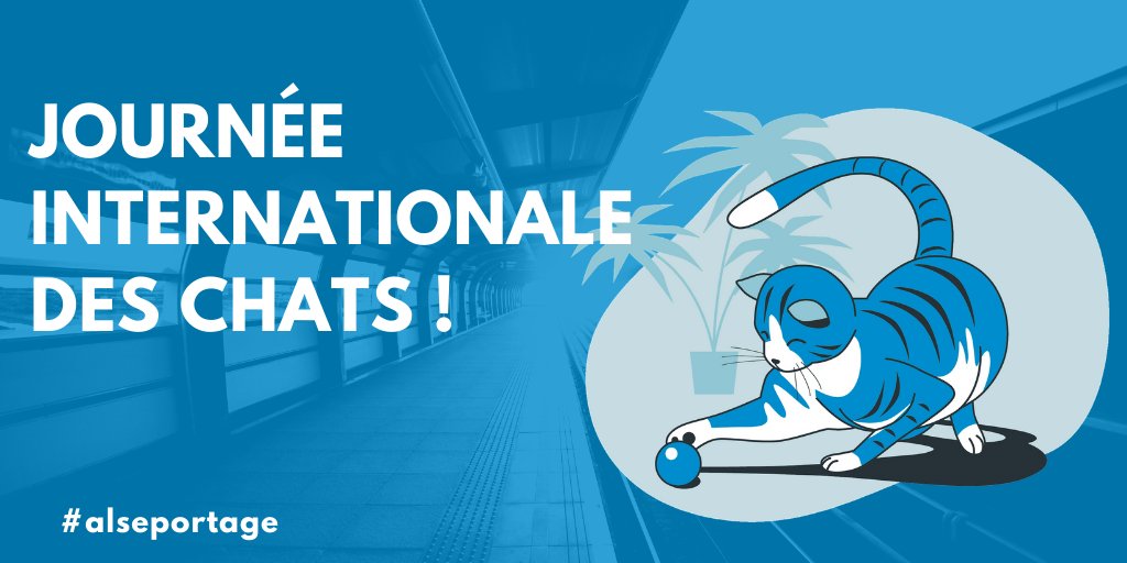 ALSE_Portage's tweet photo. Aujourd'hui c'est la journée internationale des #chats ! https://t.co/1P5RaB47Ou