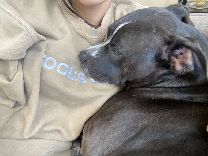 my dog is very sweetly napping on my chest. i am sneaking her very soft head kisses. https://t.co/nW<a href="/tag/newprofilepic"class="tags"><span>#newprofilepic</span></a>