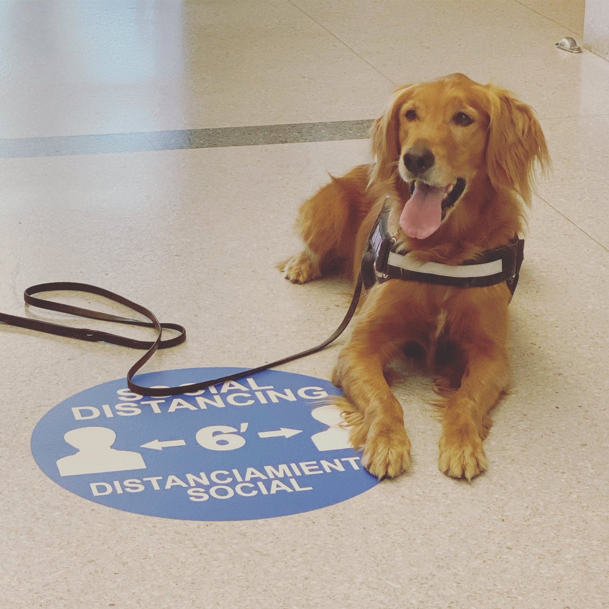 Pct1Constable's tweet photo. Happy #Friday! K9 Violet is ready for the weekend. Y'all be safe, wear your facemasks, practice good hand washing hygiene, and keep your distance from others. Be safe! #PCT1K9Unit #K9Violet https://t.co/dsn4H962W1