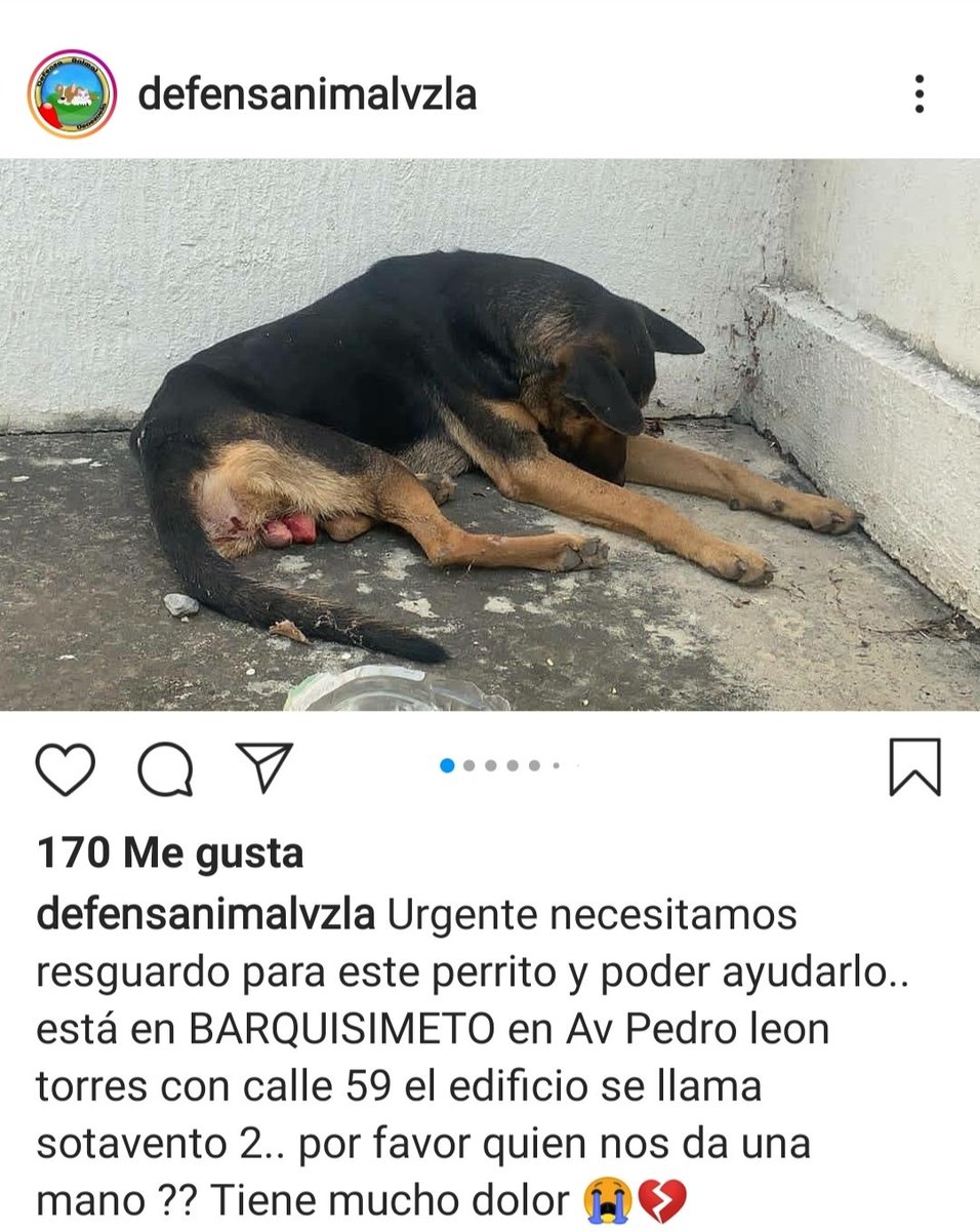 margararamos's tweet photo. Por favor ayuda urgente para el rescate de este peludo. Tiene mucho dolor y está sufriendo. Caso en Cabudare Edo Lara @Mary_Jar @DUINCONSUELOC @PerroUsuario @adelfia13 @Ma_Elisa_G https://t.co/QGprDBcS7k