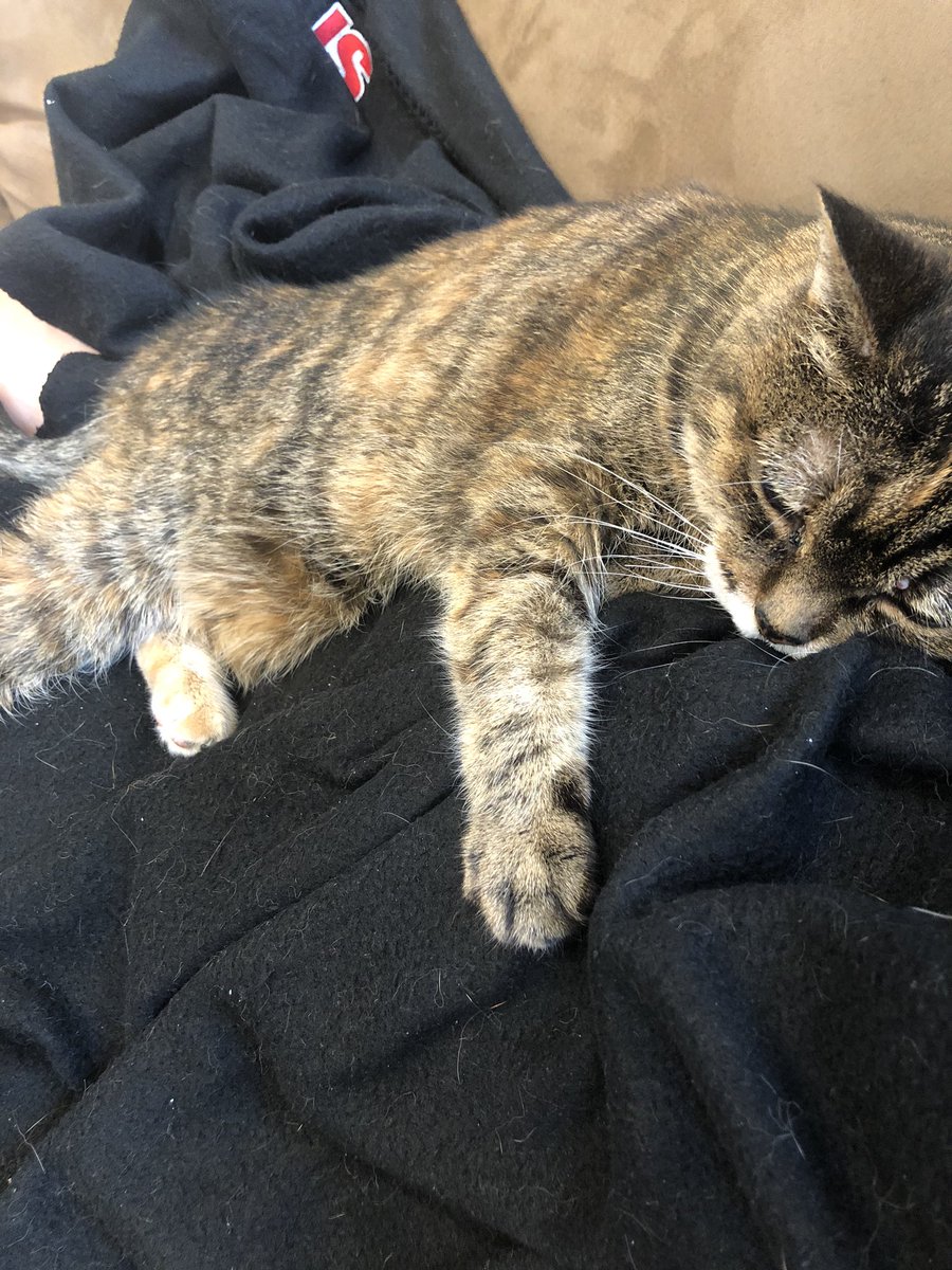 deemclafferty's tweet photo. @anamariecox Tracy signed an order for mandatory daily naps. https://t.co/vVpIAgeCV4