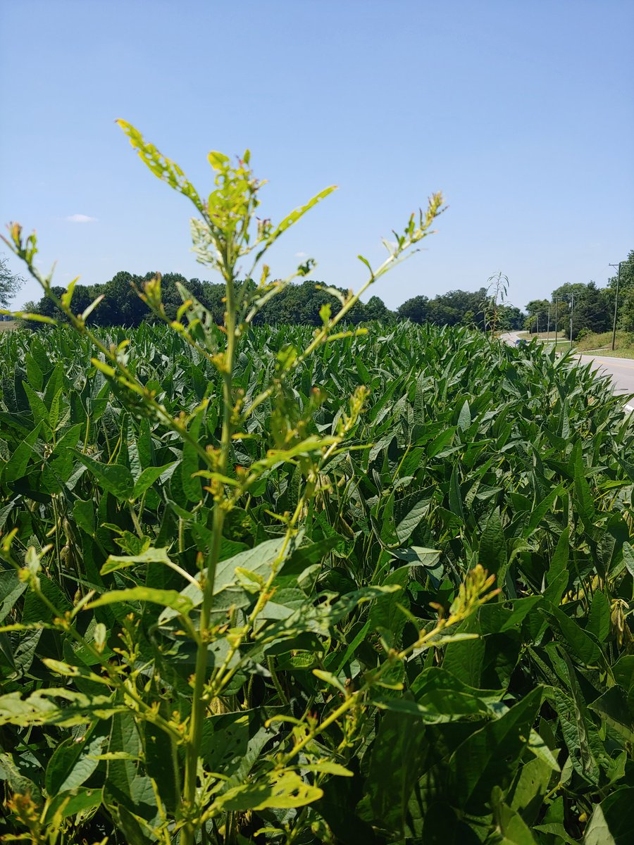 TravisLegleiter's tweet photo. 10 acre soybean field with a total of 6 waterhemp plants along the edge.  The plants certainly will not hurt this year's crop.  They will produce hundreds of thousands of seeds though!  Taking 10min now to hand pull these 6 plants will pay greatly in time and money in the future. https://t.co/sZlpDbsWHl