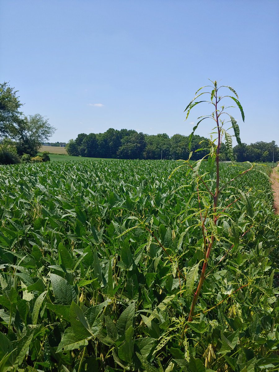 TravisLegleiter's tweet photo. 10 acre soybean field with a total of 6 waterhemp plants along the edge.  The plants certainly will not hurt this year's crop.  They will produce hundreds of thousands of seeds though!  Taking 10min now to hand pull these 6 plants will pay greatly in time and money in the future. https://t.co/sZlpDbsWHl