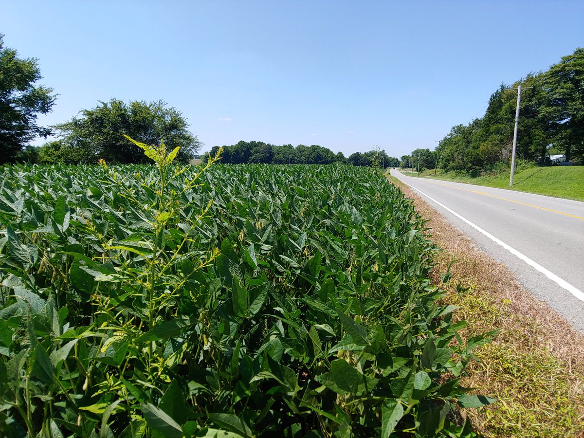 TravisLegleiter's tweet photo. 10 acre soybean field with a total of 6 waterhemp plants along the edge.  The plants certainly will not hurt this year's crop.  They will produce hundreds of thousands of seeds though!  Taking 10min now to hand pull these 6 plants will pay greatly in time and money in the future. https://t.co/sZlpDbsWHl