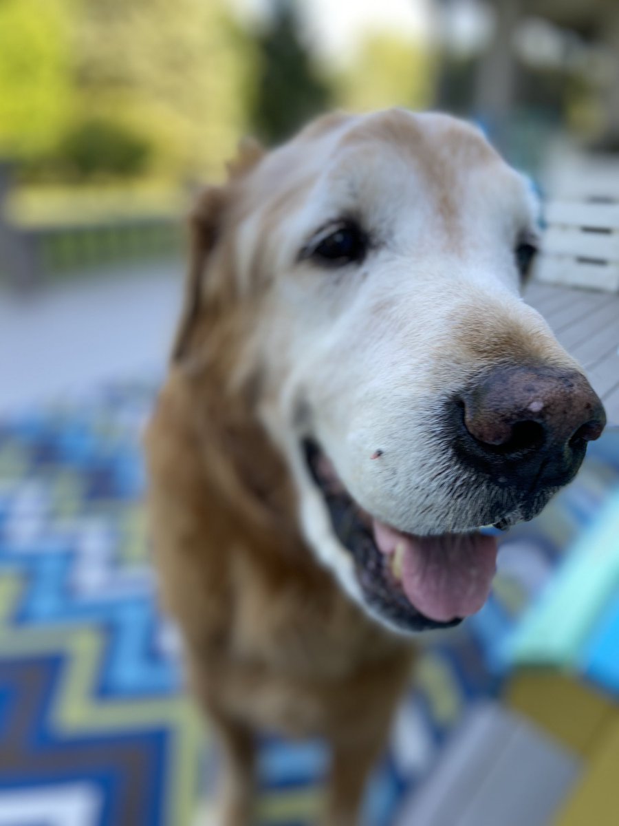 thedog_max's tweet photo. #FridayVibes https://t.co/qGadoJRwKW