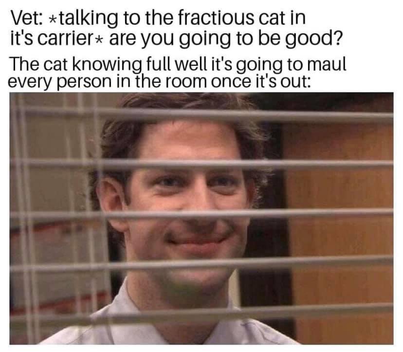 vet_raw's tweet photo. Everybody loves a fractious cat!! 😅 https://t.co/CjRiKv5du7