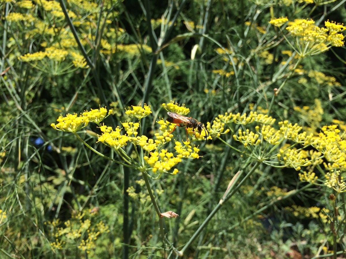 Although the buzzing bugs tend to be blurry, I was fennelly able to clearly photograph a pollinator of some sort, as well as a busy bee hanging out in the hibiscus.A friendly frog was chilling in the cabbage growing gradually under the bountiful blackcap raspberries. #Gardens