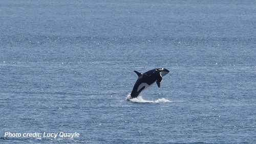 PortVancouver's tweet photo. 🎉 The overall participation rate for the voluntary vessel slowdown in #HaroStrait and #BoundaryPass since it started on July 1 is now at 91% with a high of 95% in week 5.
Thank you to all #ECHOProgram partners and mariners who are working to help reduce #underwaternoise! https://t.co/sg5OrawJmE
