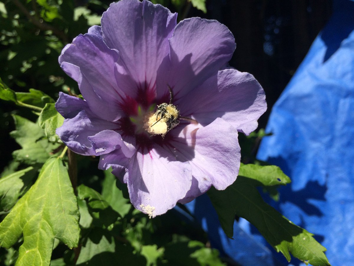 Although the buzzing bugs tend to be blurry, I was fennelly able to clearly photograph a pollinator of some sort, as well as a busy bee hanging out in the hibiscus.A friendly frog was chilling in the cabbage growing gradually under the bountiful blackcap raspberries. #Gardens