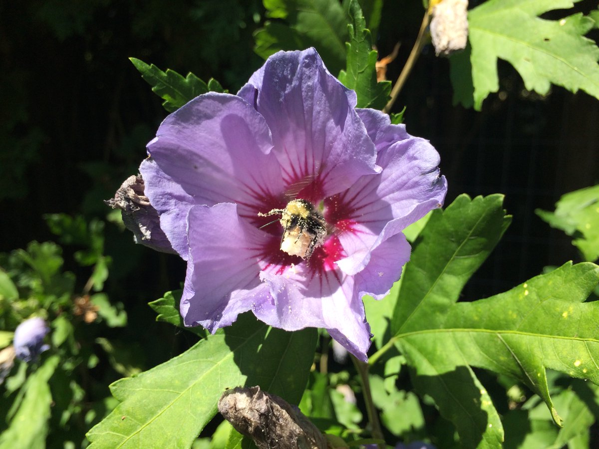 Although the buzzing bugs tend to be blurry, I was fennelly able to clearly photograph a pollinator of some sort, as well as a busy bee hanging out in the hibiscus.A friendly frog was chilling in the cabbage growing gradually under the bountiful blackcap raspberries. #Gardens