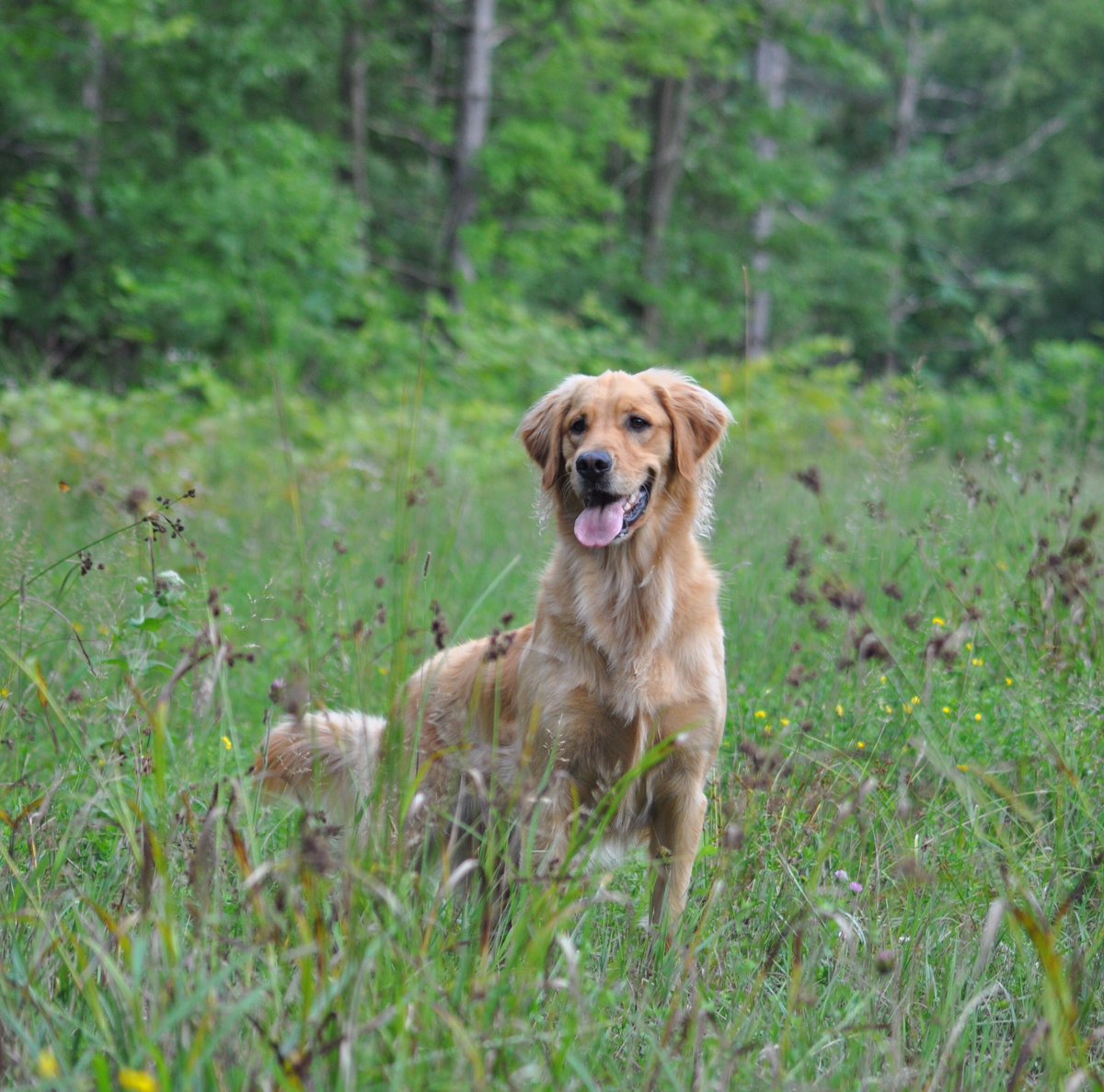 HollyJoy_'s tweet photo. Happy Friday! I hope you all have a beautiful weekend! Mine is off to a good start! 💜🐾
.
.
#goldenretriever #HollyJoy #dogs #dogsoftwitter #dogcelebration https://t.co/6QmQqOPZwd