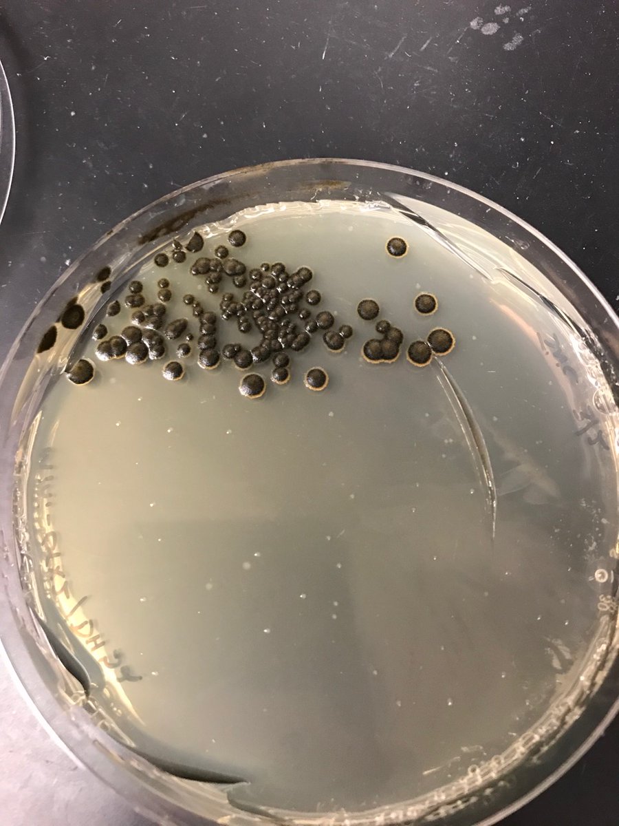 JeffreyNC's tweet photo. @ContamClub My "back to lab" pic: an LB + 10 μg/mL Tet plate left at 4 °C since March. Accepting ideas of what these lil non-E. coli friends are! https://t.co/rqDzEC3DAy