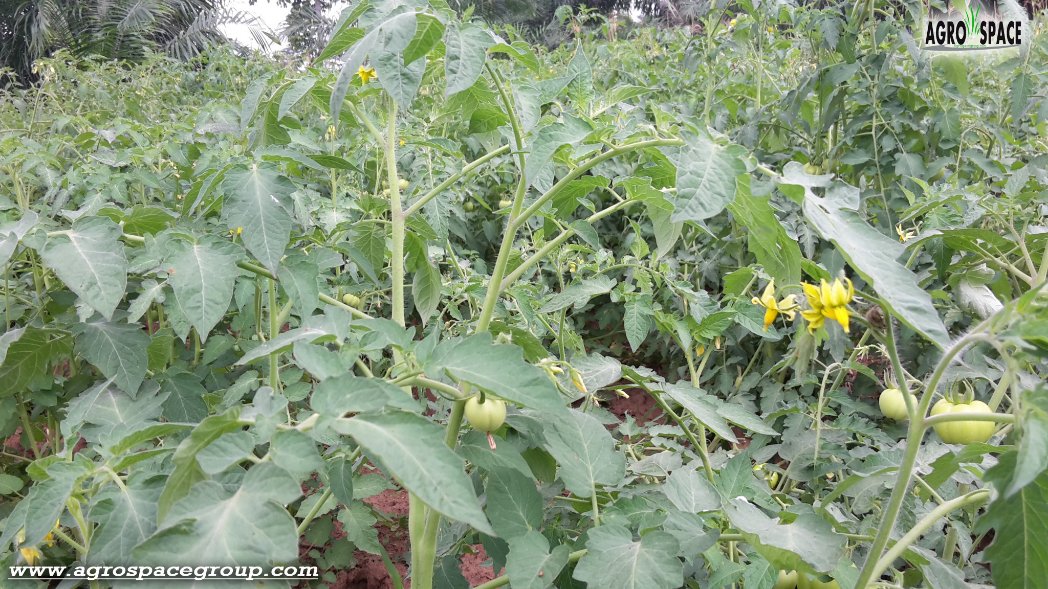 AgrospaceOffi's tweet photo. #agriculture By @AgrospaceOffi 
Tomatos 🍅🍅⛈️ -  @YacinessCisse @CorcaFall @zimagricsociety @FarmerAfrica @nduna_zembe @agrosolutions @AssomarRDC @OUATTARAKatien2 @EuropeAlternat1 @RickMoukouangui @hanadkeey7 #agribusiness #Togo #Africa https://t.co/G8ggoCftMa