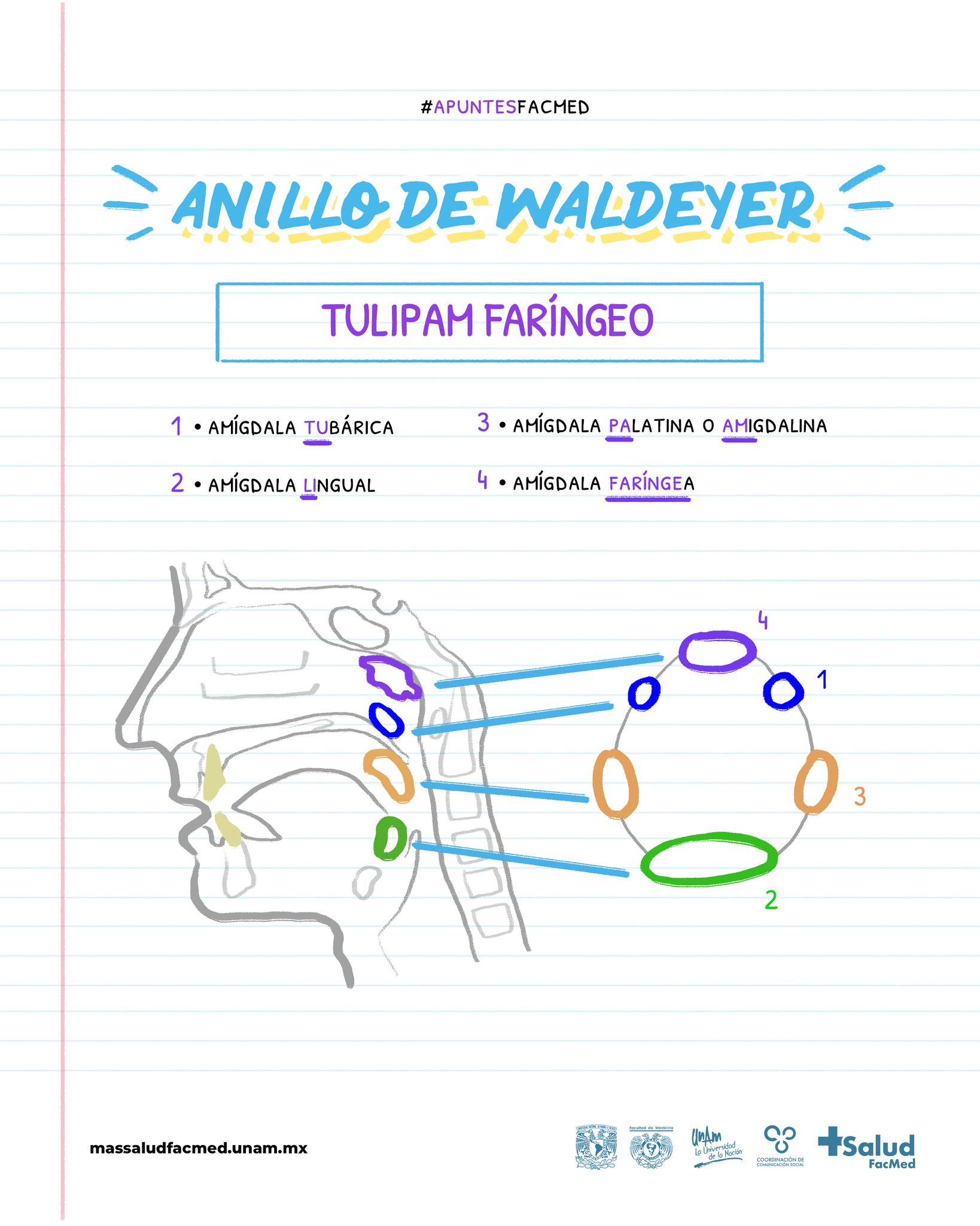FacultadMedicinaUNAM on X ApuntesFacMed Cual de estas amigdalas que componen el anillo de Waldeyer suele aumentar de tamano durante la infancia y bloquear el paso del aire de la cavidad nasal a