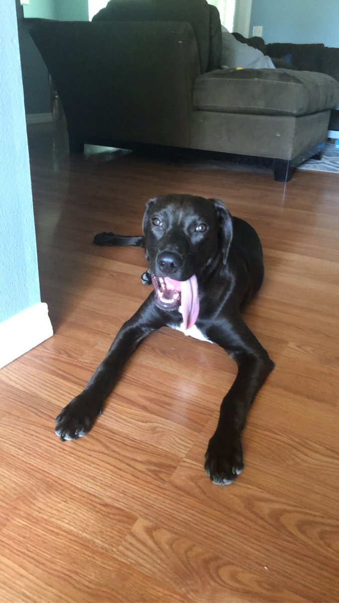 tiffsmith218's tweet photo. Haven’t tweeted in over a year so here’s my pup Dexter 🖤 https://t.co/XhZPCxkK9S
