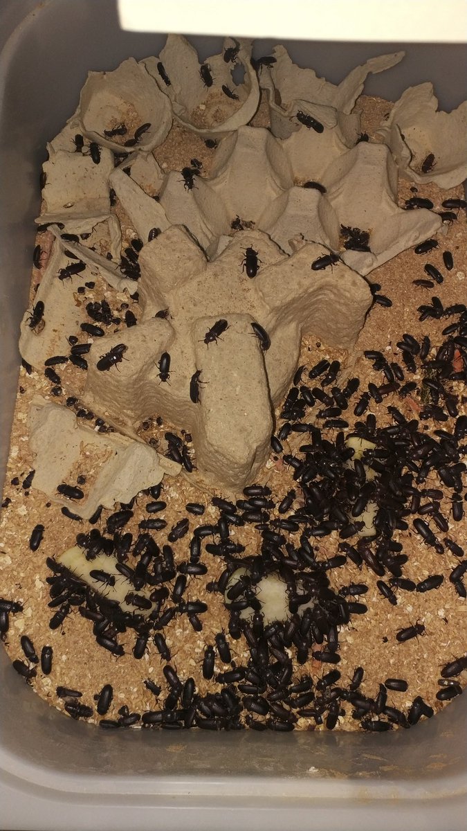 Insectopolis2 tweet picture