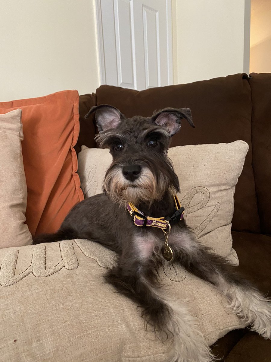 __SaluteMeBitch's tweet photo. Look who got their first big boy haircut today 🥰🐶 #DogMom #AstroBean 💕 https://t.co/gzTCvLpSM4