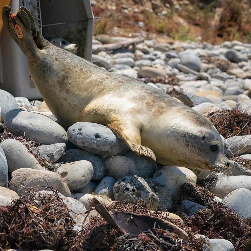 MMCCLA's tweet image. 👋🏽 Bye babies! 💙 We released our adorable Harbor Seal pup duo yesterday with our special guest  @EvanAntin ⭐️ Thank you to everyone who supported their journeys! 🧡 @LACity @LAmag @sanpedrotoday @SanPedroCVB #mmccla
