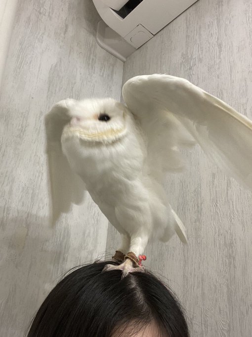 アキバフクロウのtwitterイラスト検索結果