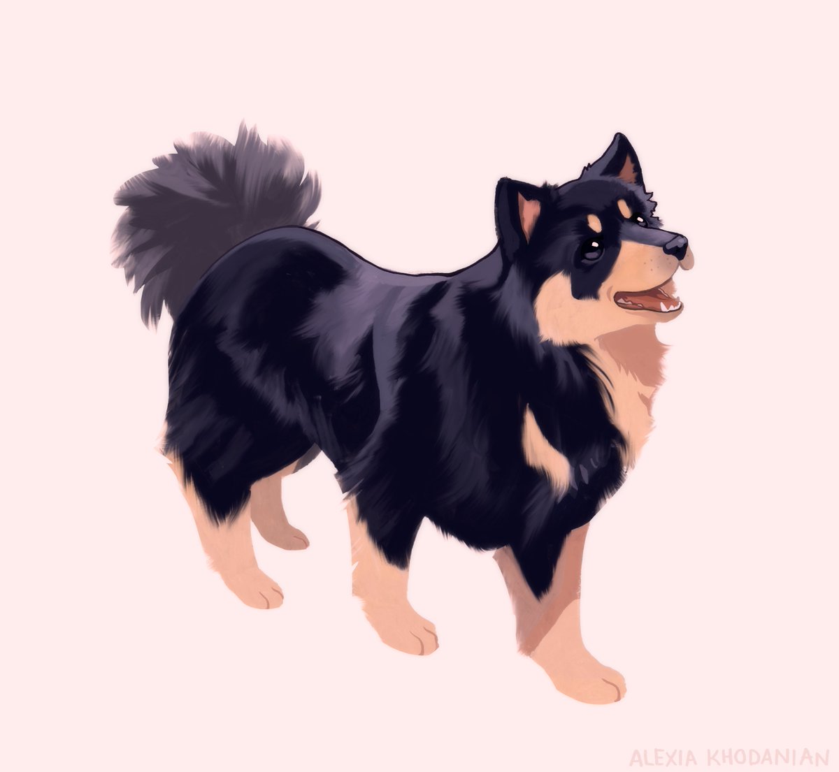  #doggust day 6 Finnish Lapphund !! look at that fluffy little guy!