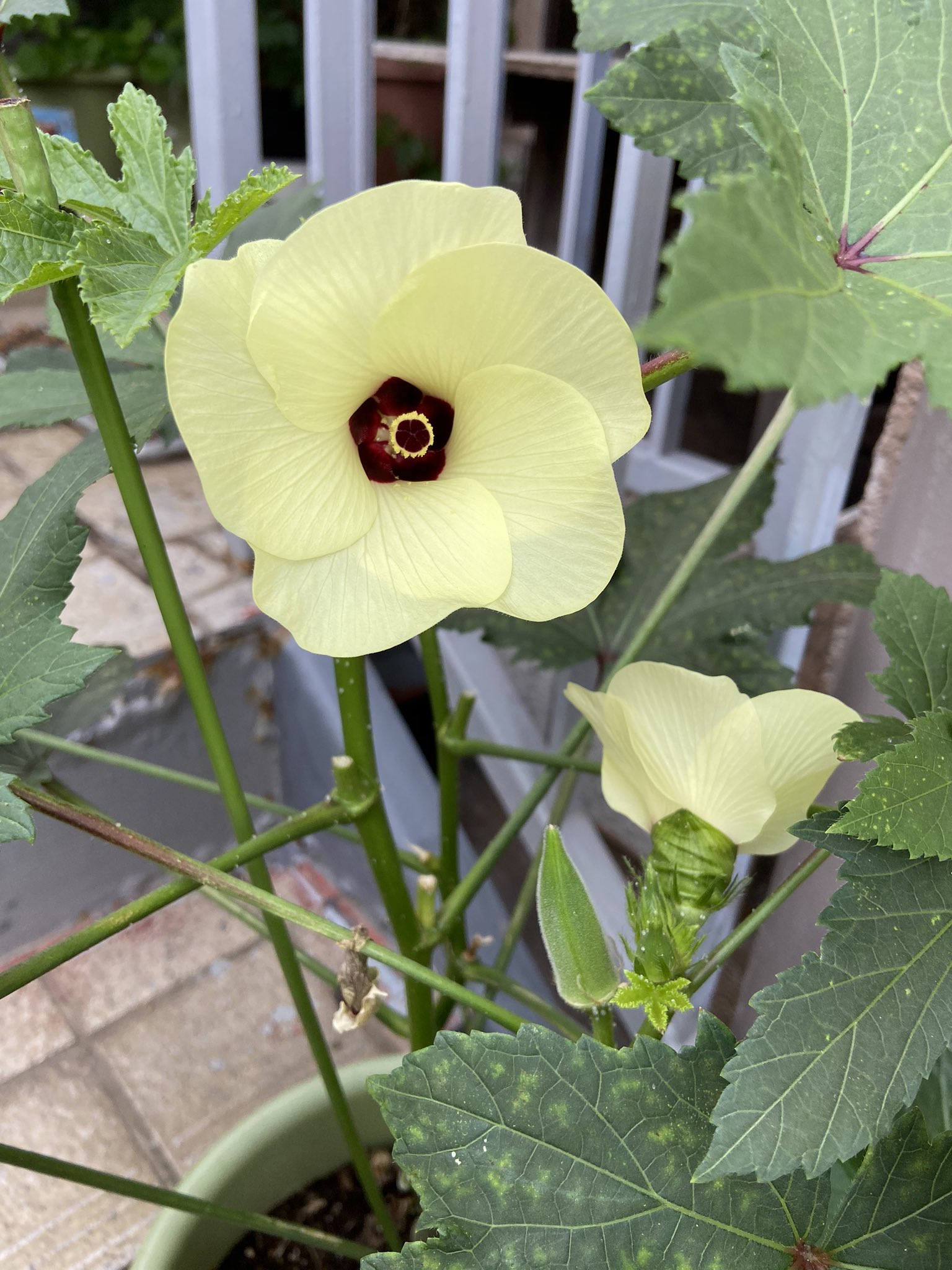舛添要一 おはようございます この綺麗な花は何の花でしょうか オクラです ハイビスカスと同じく アオイ科ですので 同じような花 です 下のほうにオクラが見えます 鉢植えでも ここまで栽培できます 花も野菜も楽しめて 一石二鳥です T 舛添要一 おはようございます この綺麗な花は何の花でしょうか オクラです ハイビスカスと同じく アオイ科ですので 同じような花 です 下のほうにオクラが見えます 鉢植えでも ここまで栽培できます 花も野菜も楽しめて 一石二鳥です T