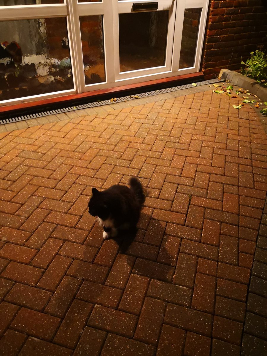 TalibA68's tweet photo. #latenight but someone waited up for me #lovemycat #eatoutinlondon #alwayshaveafriend #animalsknowbeat https://t.co/Vi74AvqXyI