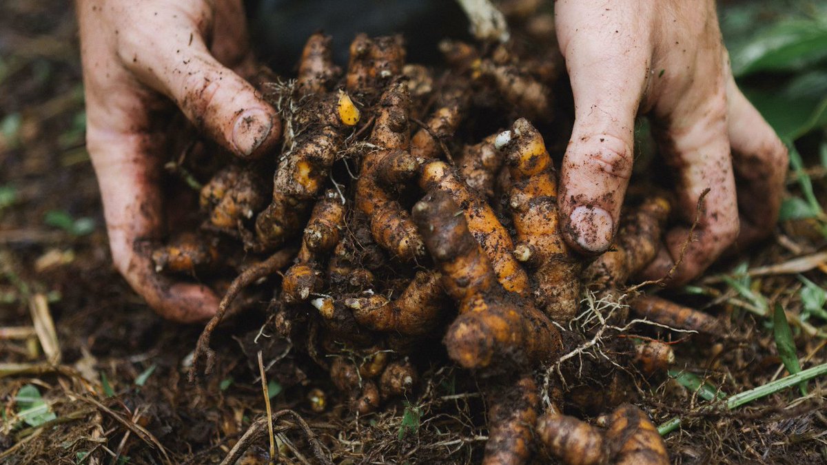 HCFHawaii's tweet photo. We're honored to announce 30 nonprofits that will receive $721,739 in grants, funded by @oha_hawaii, to support community-based food security efforts in Native Hawaiian communities. Read more here: https://t.co/0nWVqSWQk8 #strongfund #hawaiian #community #foodsecurity https://t.co/z9q9ODL2Ae
