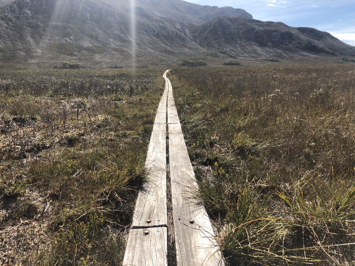 3/11: We used the opportunity to test what would happen to food plant abundance in burned (treatment) and unburnt (control) areas which were conveniently on opposite sides of the south coast track