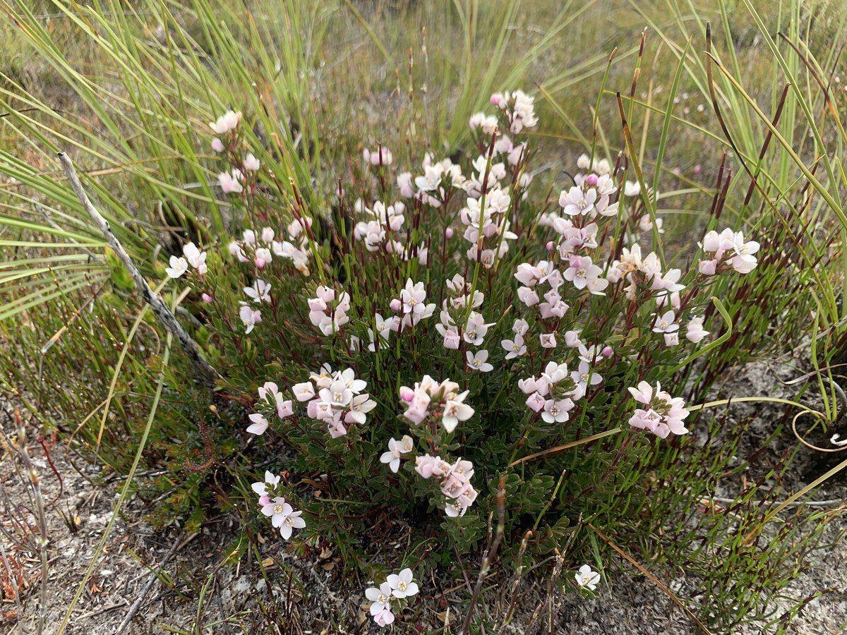 5/11: We found that lemon-scented boronias came back about 2y after fire, and formed tiny tufts of easy access food for parrots (better than the big shrubs they form in unburnt habitat)