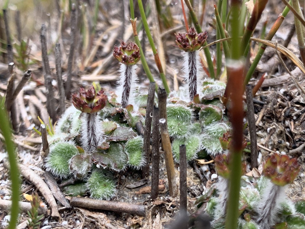 6/11: Tiny flannel flowers came back 1y after fire, and by 2y some had started producing flowers/seed (none of the unburned ones flowered)