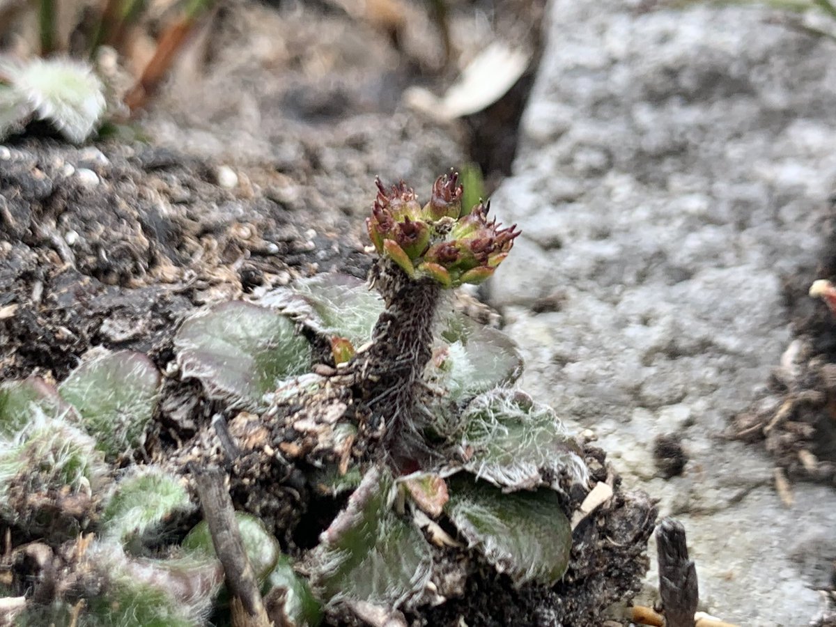 6/11: Tiny flannel flowers came back 1y after fire, and by 2y some had started producing flowers/seed (none of the unburned ones flowered)