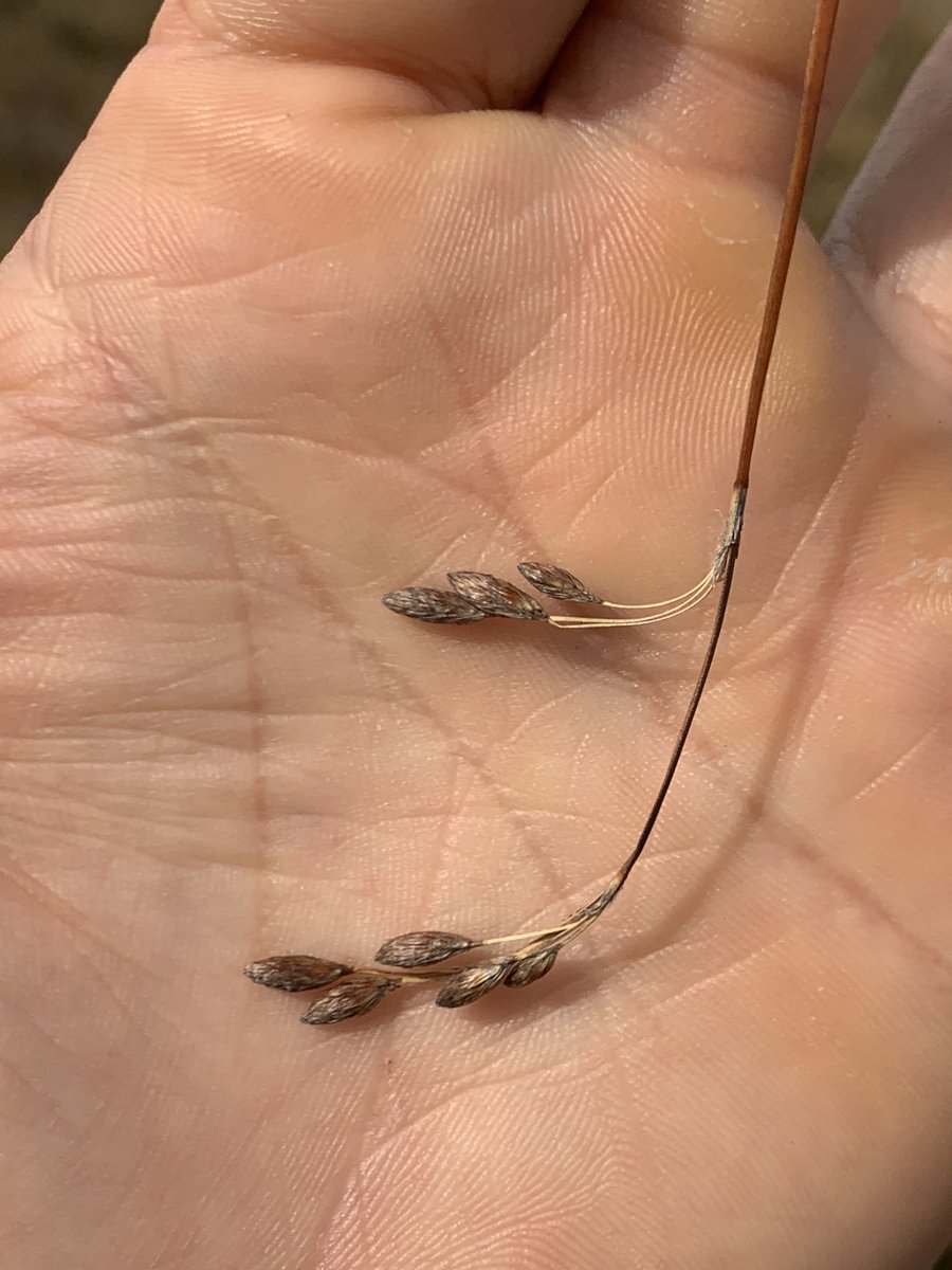 7/11: Flat cord rush hasn’t come back yet in the burned habitat, but there were seeding plants in the control areas every year
