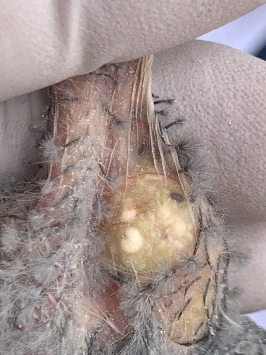 10/11: Even more exciting was evidence that the parrots fed daisy seed to their kids (which are visible through the thin skin on their crops as tiny seeds compared to the big grains of Millet in the supplementary food the Gvt feeds them