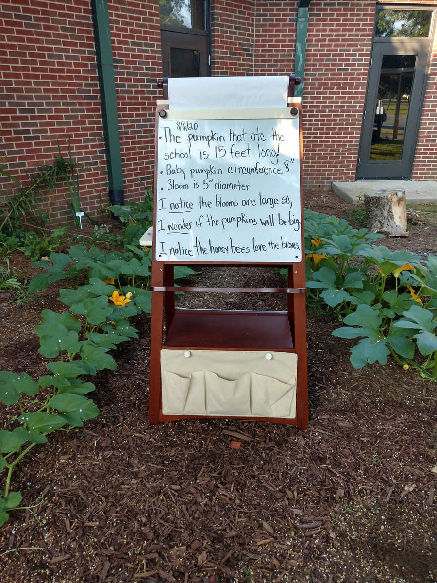 BethpageElemen1's tweet photo. The Reading Garden is in full bloom at BPE!! Lots of beauty and science happening here for our students. Pumpkin currently 15 ft and growing. Circumference of baby pumpkin is 8". Honey bees and ants LOVE the huge blooms!! https://t.co/BzCMCaqHrF
