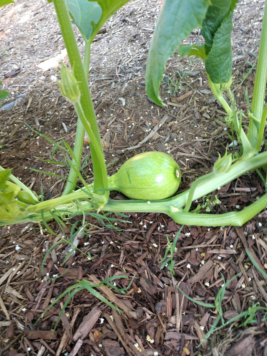 The Reading Garden is in full bloom at BPE!! Lots of beauty and science happening here for our students. Pumpkin currently 15 ft and growing. Circumference of baby pumpkin is 8". Honey bees and ants LOVE the huge blooms!!