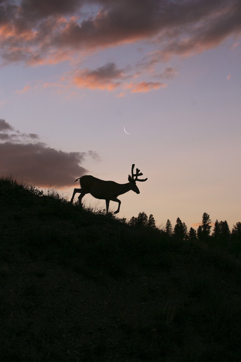 i’m emilie but you can call me moose :)i’m a landscape photographer and i love exploring the american west. these are some of my fav images i took last month. you can support me by buying my prints:  http://emiliehofferber.darkroom.tech&nbsp;or following me on ig: emiliehofferber