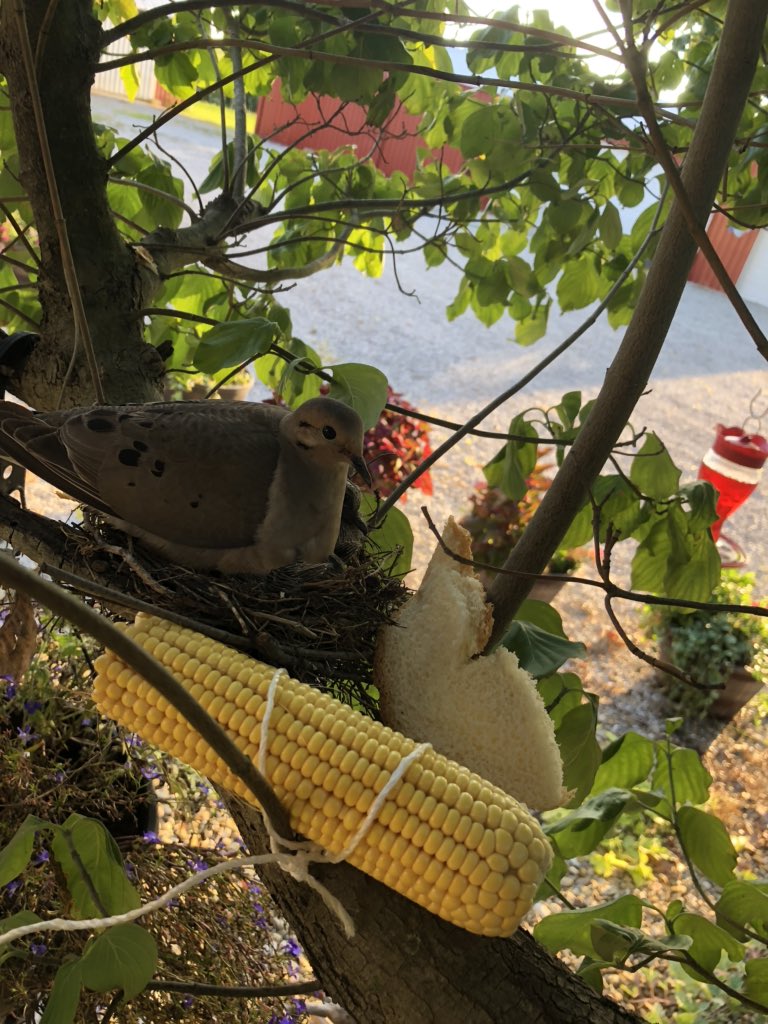 INDIANA_COOP's tweet photo. #FeedTheDove #EarCorn #sliceOfBread She won’t move https://t.co/g4IukIL44u