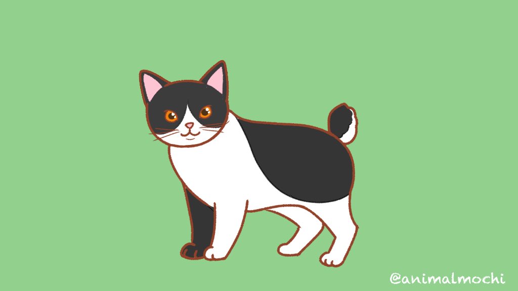 あにまるもち Animalmochi Twitter