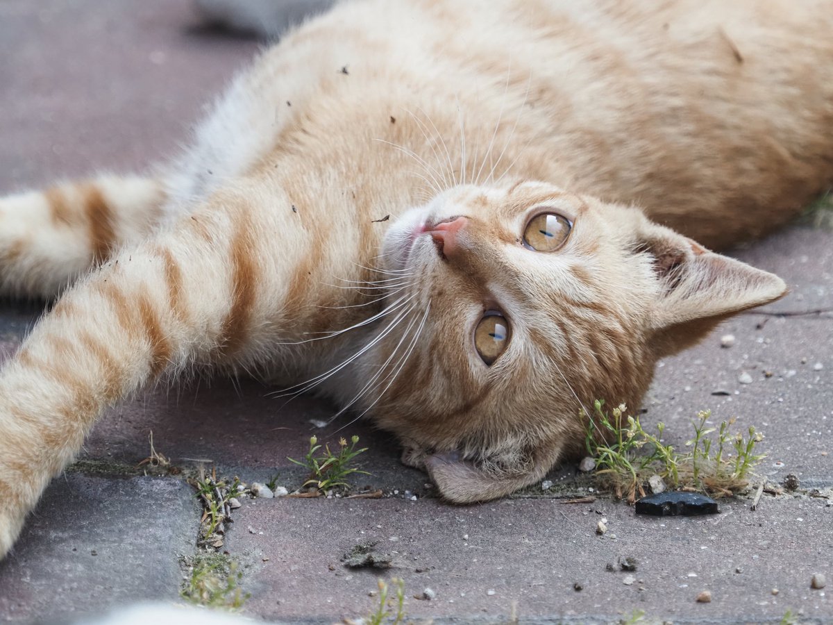 뭔 걱정이야
포기하지만 않으면 
언젠가 답을 찾게 마련이야
인생은 ‘포기하는 사람이지는 대회’거든

히구치 타쿠지 , 천국 마일리지