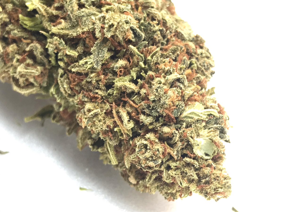 Riocbdrgv1's tweet photo. SPECIAL SAUCE IN NOW!!! 18.2% PREMIUM HEMP FLOWER!!! #CBD #cbdproduct #hempflower #premiumhemp #texascbd #riocbd #specialsauce #medicine #COVID19 #legalcbd #premium #indoor # https://t.co/qhqnmHFLX5