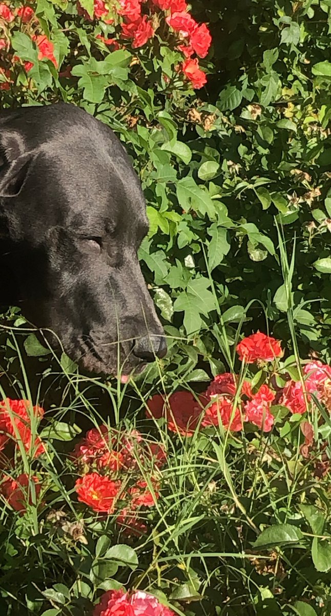 DowellRod's tweet image. lovely dog