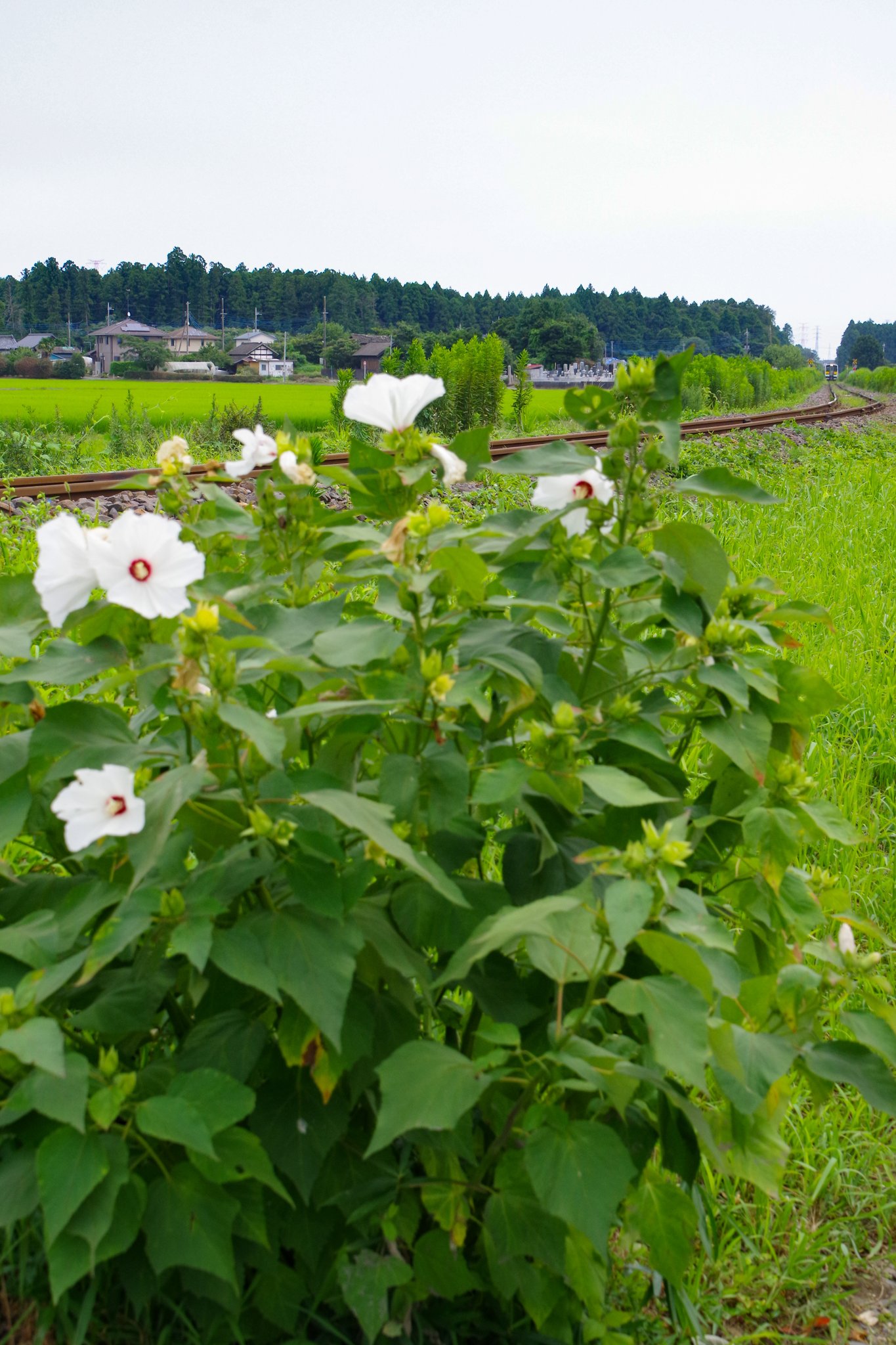 Twitter 上的 Heromo 線路際蹲人 鉄模人 水郡線 夏 薄曇り 9d 8 8 水郡線 キハe130系 薄日が射すと さすがに暑くなってきました T Co J5hqnzr2hl Twitter