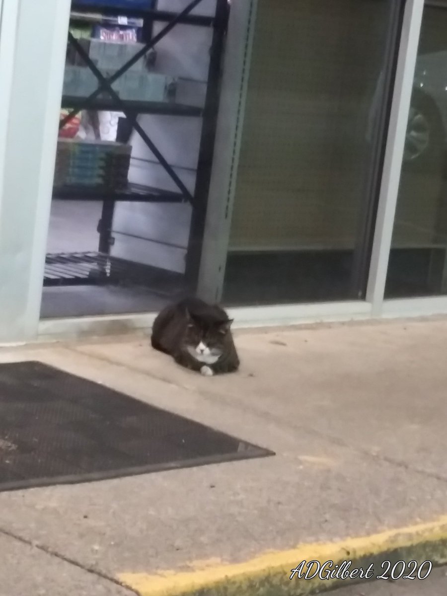 IrishSkytower's tweet photo. Every gas station/convenience store, needs to have their own fat cat welcoming people at their door. https://t.co/SyGFdNn7W9