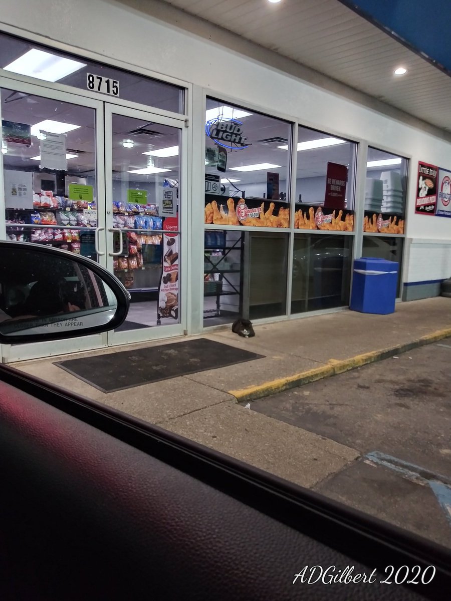 IrishSkytower's tweet photo. Every gas station/convenience store, needs to have their own fat cat welcoming people at their door. https://t.co/SyGFdNn7W9