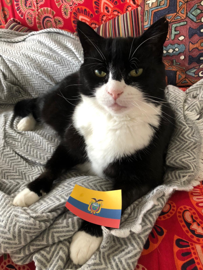 NTV_Dunya's tweet photo. Diplomat kedi Palmerston İngiltere Dışişleri Bakanlığı’ndan emekli oldu https://t.co/p3GwU2KeXi https://t.co/L28FwrgAG0